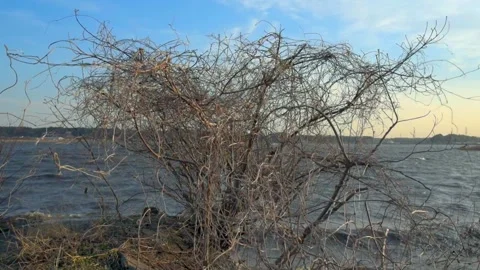 Dead tree Stock Footage 167164720