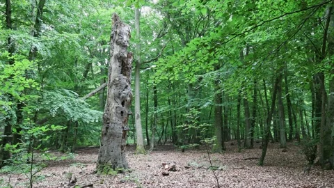 Dead Tree Stock Footage 236999966
