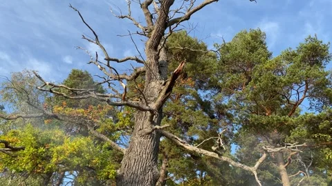 Dead tree. Stock Footage 256106010