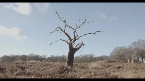DEAD TREE Stock Footage 277347353