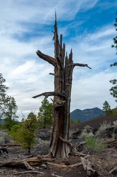 Dead tree in the foreground, pine coniferous trees growing on volcanic pumi.. Фото