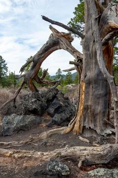 Dead tree in the foreground, pine coniferous trees growing on volcanic pumi.. Stockfoto's