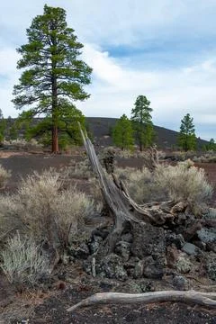 Dead tree in the foreground, pine coniferous trees growing on volcanic pumi.. Fotos Stock