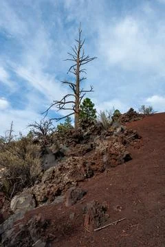 Dead tree in the foreground, pine coniferous trees growing on volcanic pumi.. Stock Photos