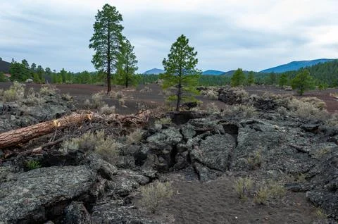 Dead tree in the foreground, pine coniferous trees growing on volcanic pumi.. Photos