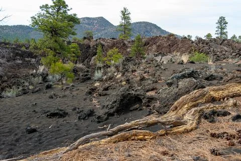 Dead tree in the foreground, pine coniferous trees growing on volcanic pumi.. Stockfoto's