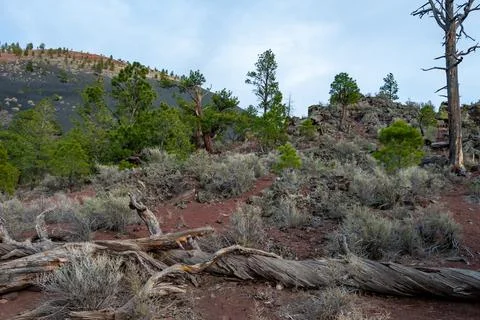 Dead tree in the foreground, pine coniferous trees growing on volcanic pumi.. Fotos Stock