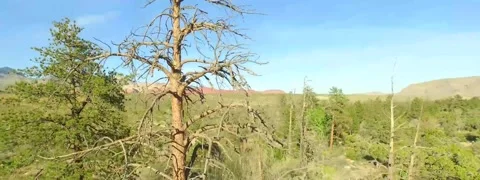 Dead tree in the forest, aerial overfly in 4K Stock-Footage 52531614