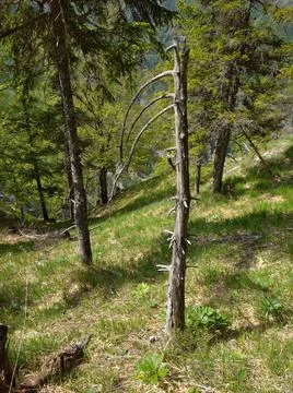 A dead tree in the forest, Alps Stock Photos