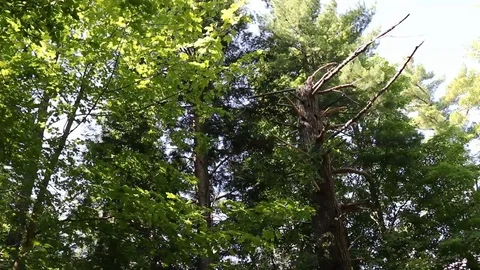 Dead tree in a forest Stock Footage 90726343