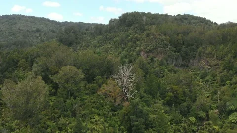 Dead Tree In Forest Stock Footage 151362346