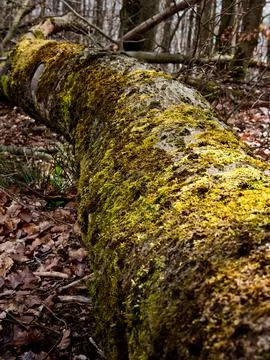 Dead tree in the forest overgrown with moss 写真素材