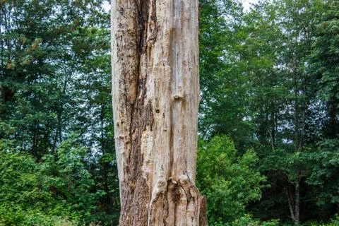 Dead tree in a forest Stock Photos