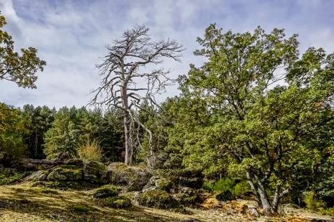Dead tree in the forest Stock Photos