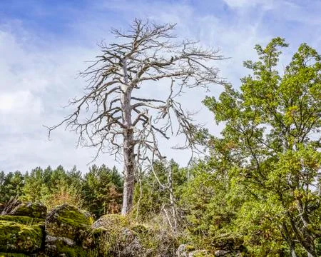 Dead tree in the forest Stock Photos