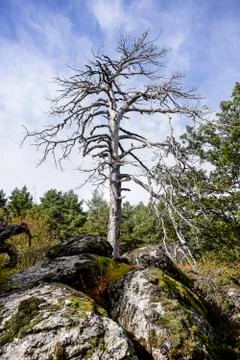 Dead tree in the forest Stock Photos