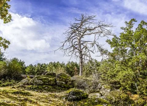 Dead tree in the forest Stock Photos