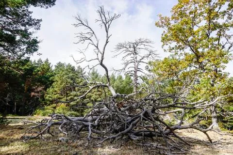 Dead tree in the forest Stock Photos