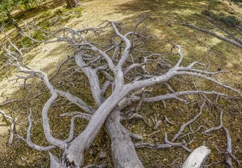 Dead tree in the forest Stock Photos