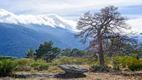 Dead tree in the forest Stock Photos