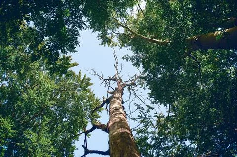 Dead Tree in forest Stock Photos