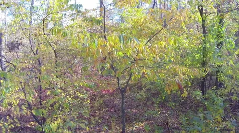 A dead tree in the forest. The view from the bottom up. Aerial view Stock-Footage 42852561