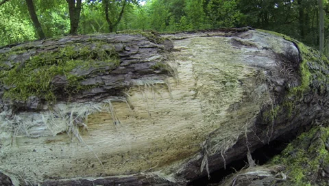 Dead tree in the forest on which moss grows Видео 38846736