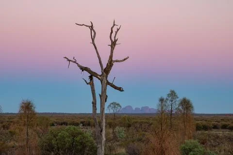 A dead tree frames Kata Tjuta in the backgound, and gorgeous pastel skies. Stock Photos