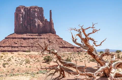 Dead Tree in front of defocused Sandstone Buttes in Monument Valley, Arizona Stock Photos
