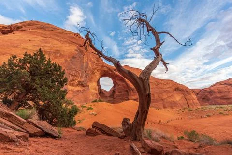 Dead Tree in front of The Ear of The Wind in Monument Valley Stock Photos