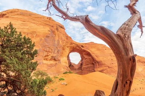 Dead Tree in front of The Ear of The Wind in Monument Valley Stock Photos
