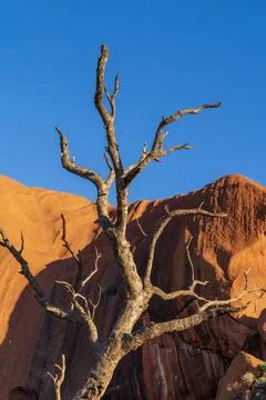 Dead tree in front of Uluru Stock Photos