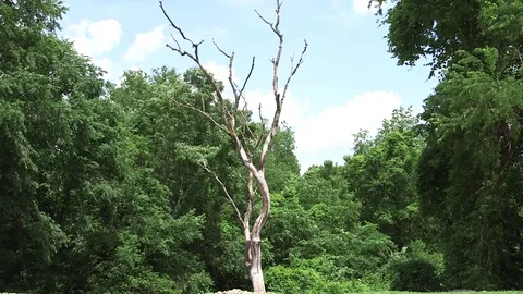 Dead tree in front of woods. Stock Footage 77136773
