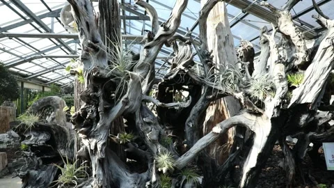 Dead tree in the garden Видео 310079795