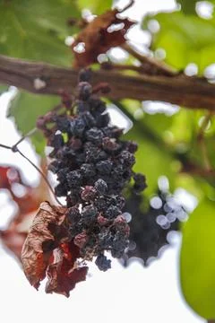 A dead tree grape cluster Stock Photos