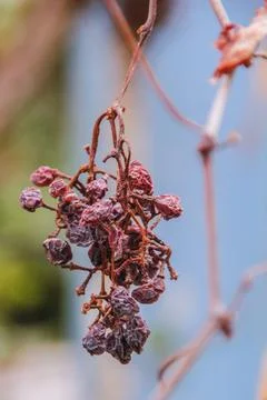 A dead tree grape cluster Stock Photos