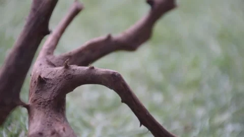 Dead Tree on the Grass Flat Color Pan Right to Left Stock Footage 153822789
