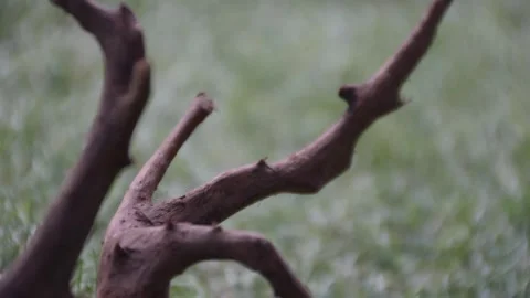 Dead Tree on the Grass Flat Color Top to Bottom Stock Footage 153822822
