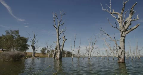 Dead Tree Graveyard Calm Inland Lake Victoria Stock Footage 331283604