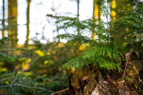 A dead tree with green tendrils on the tree and leaves on it Stock Photos