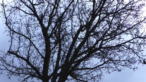 Dead Tree Grey Sky  4K Stock Footage 127597720