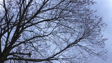 Dead Tree with Grey Sky 4K Stock Footage 127717934