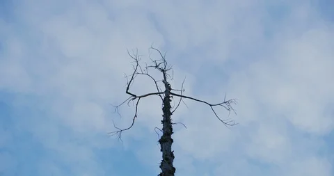 A dead tree in Griffith Park, Los Angeles. Stock Footage 115936366