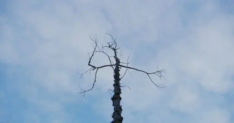 A dead tree in Griffith Park, Los Angeles. Stock Footage 151193004