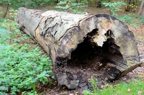 A dead tree on the ground Stock Photos