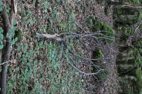 Dead tree on the ground Foto stock
