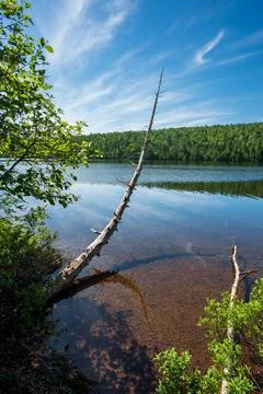 Dead tree growing over the clear waters of Lake Fanny Hooe Stock Photos
