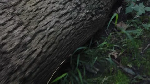 Dead tree hd Video stock 157398060