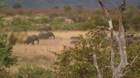 Dead tree with herd of Elephants in background 스톡 동영상 8571944