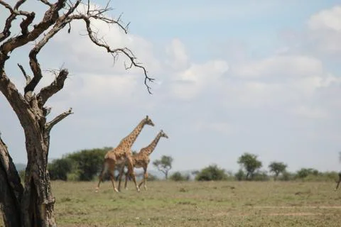 Dead Tree Highlights Passing Giraffe Herd Stock Photos